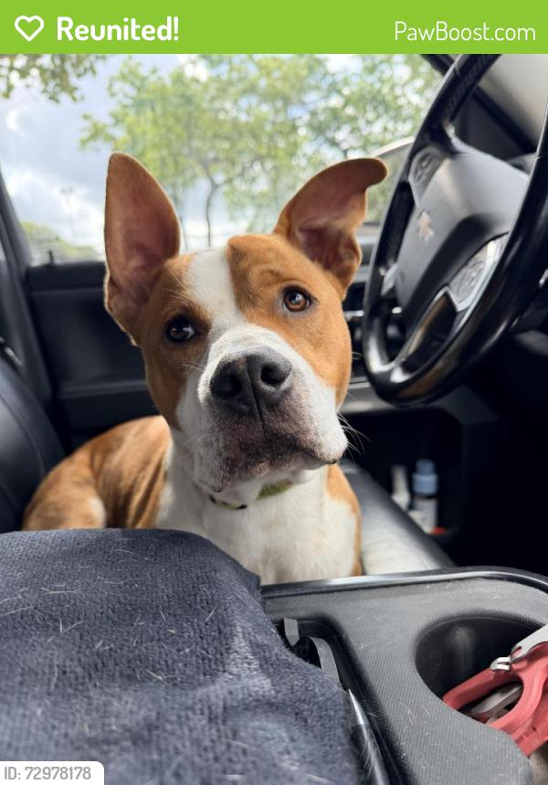 Reunited Male Dog last seen Prosperity Court, Missouri City, TX 77459
