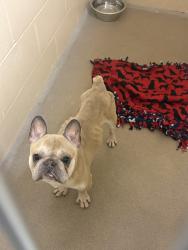 Shelter Stray Male Dog last seen Northport Drive, Madison 18, City of, WI, 5132 Voges Rd, Madison, WI 53718, USA