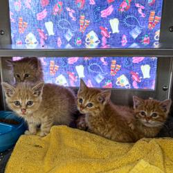 Shelter Stray Male Cat last seen Oak Hill Ct, Verona, Town of, WI, 5132 Voges Rd, Madison, WI 53718, USA