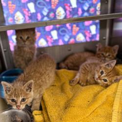 Shelter Stray Female Cat last seen Oak Hill Ct, Verona, Town of, WI, 5132 Voges Rd, Madison, WI 53718, USA