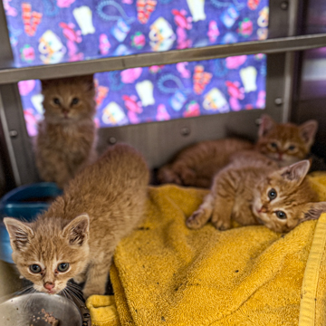 Shelter Stray Female Cat last seen Oak Hill Ct, Verona, Town of, WI, 5132 Voges Rd, Madison, WI 53718, USA