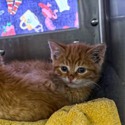 Shelter Stray Male Cat last seen Oak Hill Ct, Verona, Town of, WI, 5132 Voges Rd, Madison, WI 53718, USA