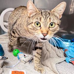 Shelter Stray Female Cat last seen Lindemann Trail, Madison 7, City of, WI, 5132 Voges Rd, Madison, WI 53718, USA