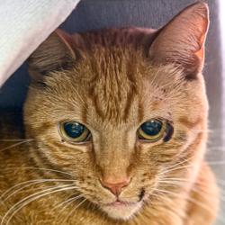 Shelter Stray Male Cat last seen EB US Hwy 12 & Midvale Blvd, Madison, WI, Madison 10, City of, , 5132 Voges Rd, Madison, WI 53718, USA