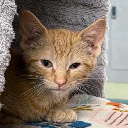 Shelter Stray Male Cat last seen Acewood Blvd, Madison, WI, Madison 16, City of, WI, 5132 Voges Rd, Madison, WI 53718, USA