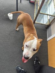 Found/Stray Male Dog last seen Near SW Crown Point Rd Winter Garden FL 34787, Winter Garden, FL 34787