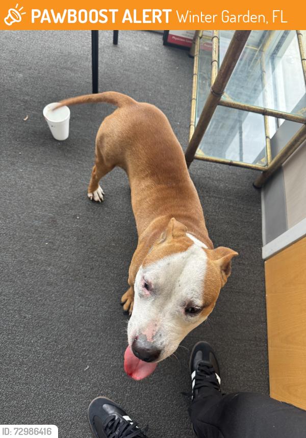 Found/Stray Male Dog last seen Near SW Crown Point Rd Winter Garden FL 34787, Winter Garden, FL 34787