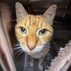 Shelter Stray Male Cat last seen Balsam Rd, Madison 20, City of, WI, 5132 Voges Rd, Madison, WI 53718, USA
