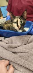 Shelter Stray Female Cat last seen Near Pebble Village Ln, HC Strays by Out of County Residents, IN, 10501 Hague Rd, Fishers, IN 46038, USA