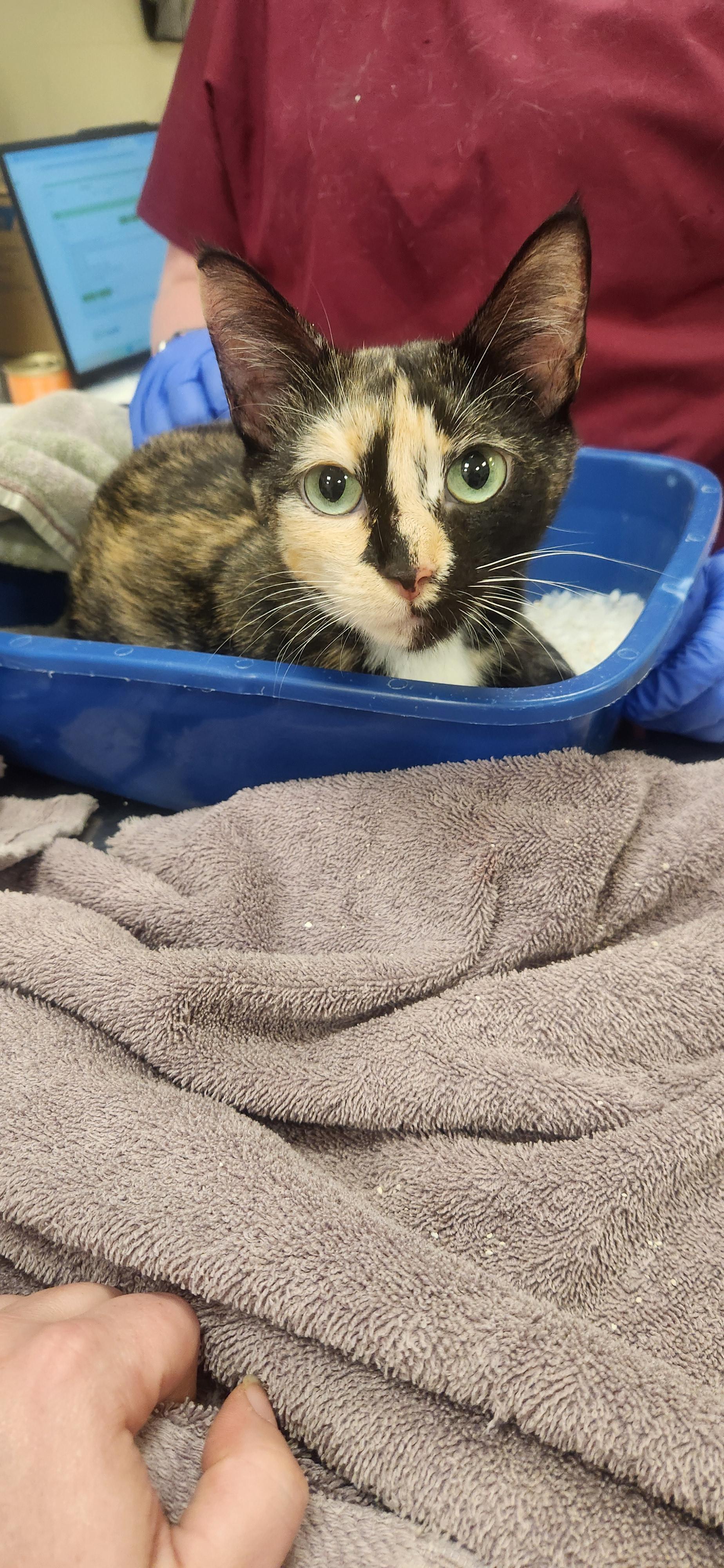 Shelter Stray Female Cat last seen Near Pebble Village Ln, HC Strays by Out of County Residents, IN, 10501 Hague Rd, Fishers, IN 46038, USA