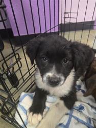 Shelter Stray Female Dog last seen Near TEXAS AVE, EL PASO, TX, 79901, CITY of El Paso, TX, 5001 Fred Wilson Ave, El Paso, TX 79906, USA