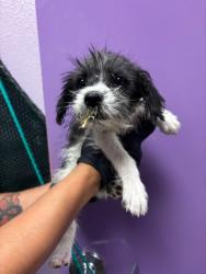 Shelter Stray Female Dog last seen Near Ridgemont Dr, CITY of El Paso, TX, 5001 Fred Wilson Ave, El Paso, TX 79906, USA