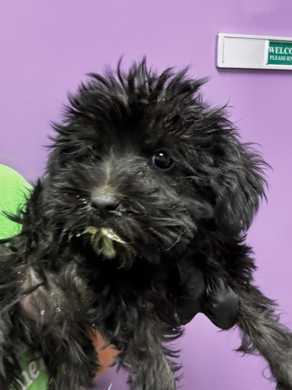 Shelter Stray Male Dog last seen Near Ridgemont Dr, CITY of El Paso, TX, 5001 Fred Wilson Ave, El Paso, TX 79906, USA