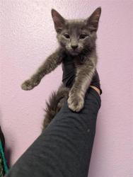 Shelter Stray Male Cat last seen Near Camden Circle, CITY of El Paso, TX, 5001 Fred Wilson Ave, El Paso, TX 79906, USA
