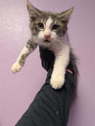 Shelter Stray Male Cat last seen Near Camden Circle, CITY of El Paso, TX, 5001 Fred Wilson Ave, El Paso, TX 79906, USA