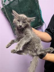 Shelter Stray Male Cat last seen Near Camden Circle, CITY of El Paso, TX, 5001 Fred Wilson Ave, El Paso, TX 79906, USA