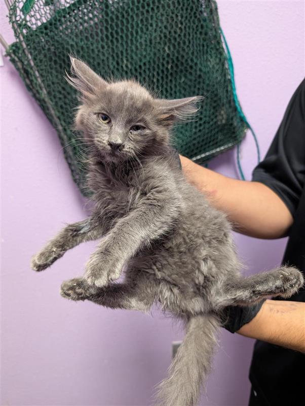 Shelter Stray Male Cat last seen Near Camden Circle, CITY of El Paso, TX, 5001 Fred Wilson Ave, El Paso, TX 79906, USA