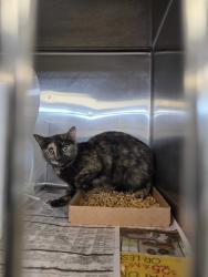 Shelter Stray Female Cat last seen Near Ridgecrest Dr, Sevier County, TN, 1008 Old Knoxville Hwy, Sevierville, TN 37862, USA