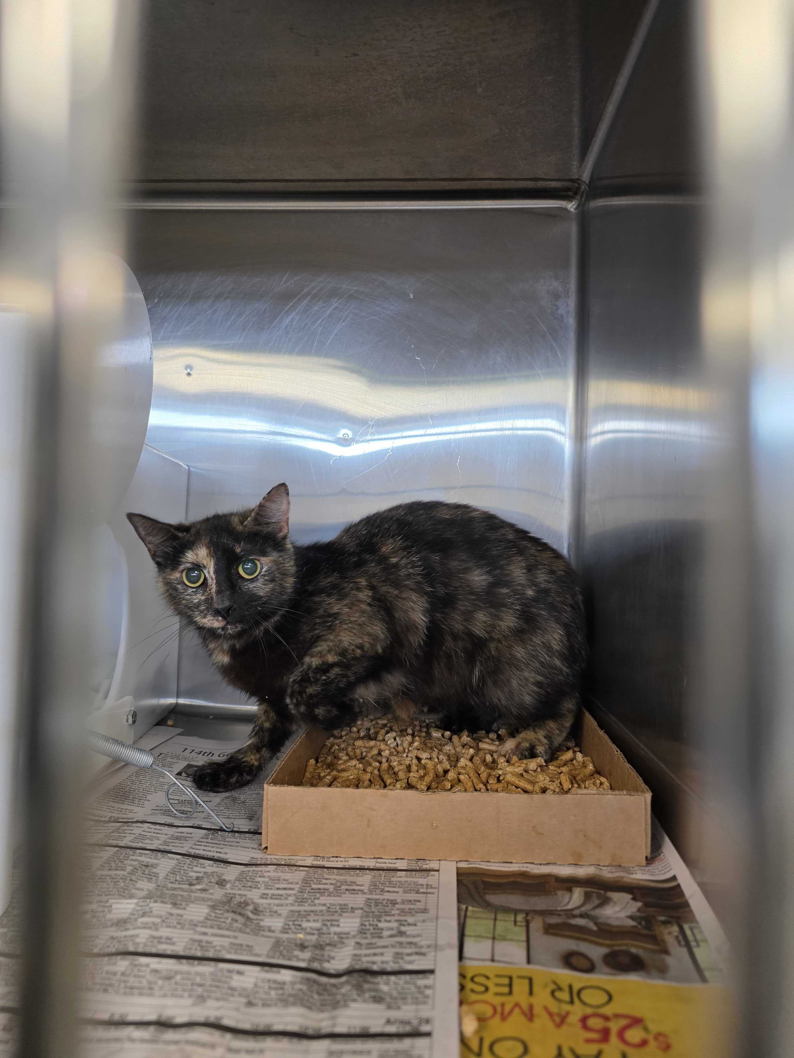 Shelter Stray Female Cat last seen Near Ridgecrest Dr, Sevier County, TN, 1008 Old Knoxville Hwy, Sevierville, TN 37862, USA