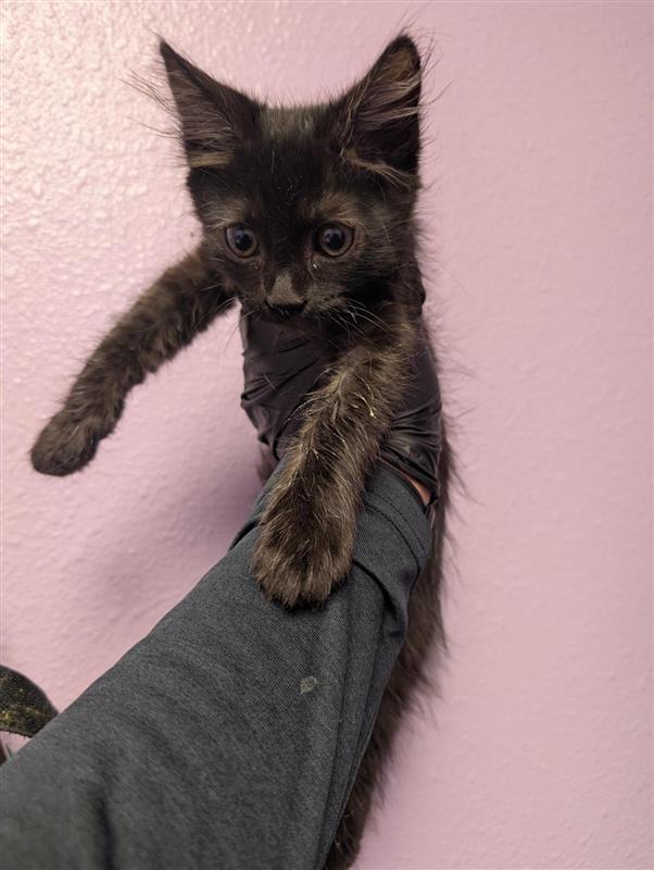 Shelter Stray Male Cat last seen Near Camden Circle, CITY of El Paso, TX, 5001 Fred Wilson Ave, El Paso, TX 79906, USA