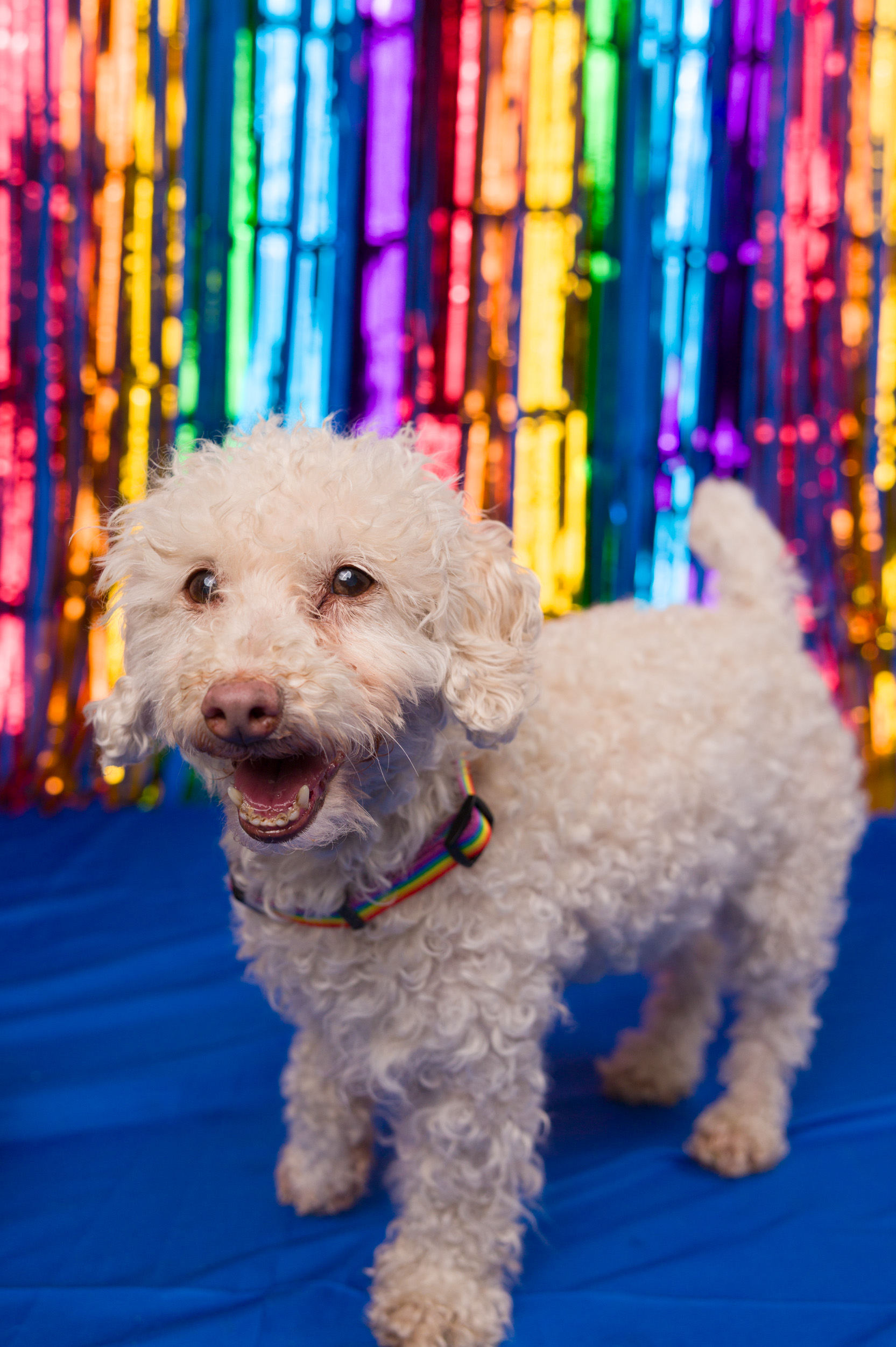 Shelter Stray Male Dog last seen Pike Place Market, Seattle, WA, 2061 15th Ave W, Seattle, WA 98119, USA