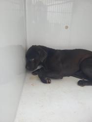 Shelter Stray Male Dog last seen Near welcome all rd, South Fulton, GA, 1251 Fulton Industrial Blvd NW, Atlanta, GA 30336, USA