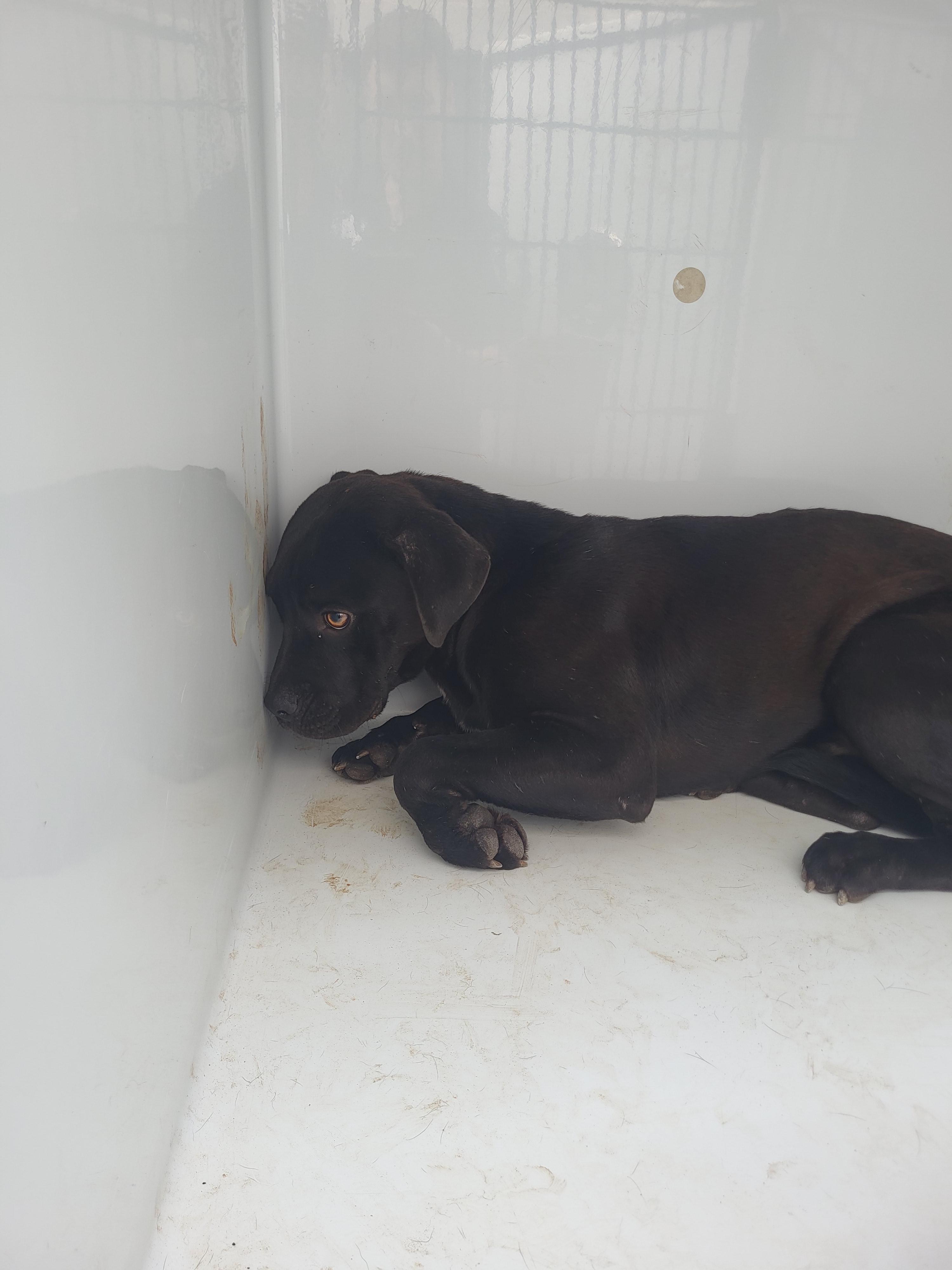 Shelter Stray Male Dog last seen Near welcome all rd, South Fulton, GA, 1251 Fulton Industrial Blvd NW, Atlanta, GA 30336, USA