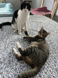 Lost Male Cat last seen Wilson St, Hollywood, FL 33020