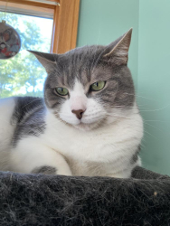 Lost Male Cat last seen Brooklyn Heights, Brooklyn Heights, OH 44131