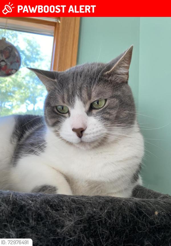 Lost Male Cat last seen Brooklyn Heights, Brooklyn Heights, OH 44131