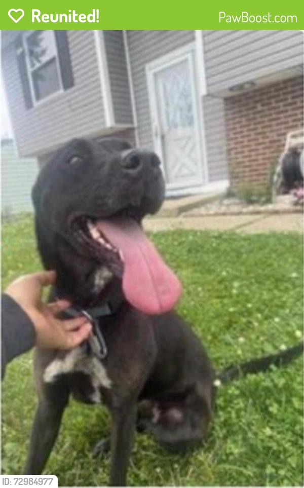 Reunited Female Dog last seen Bridgeport, Indianapolis, IN 46234