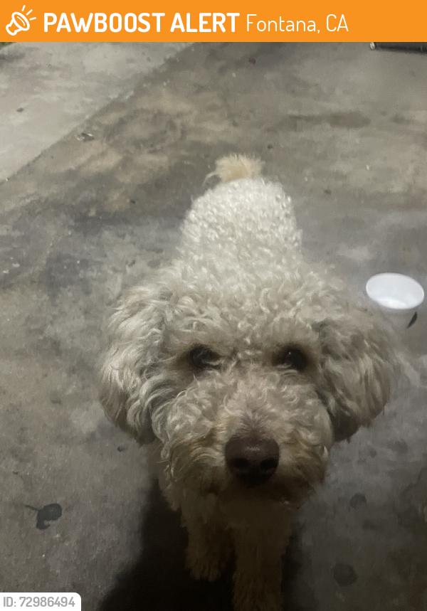 Found/Stray Male Dog last seen Cheeey, Fontana, CA 92335