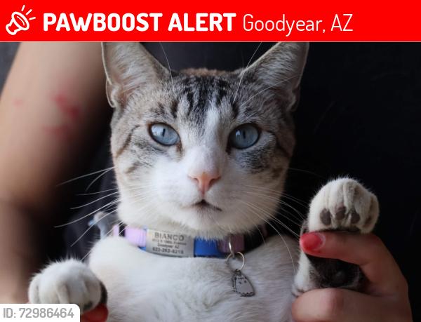 Lost Male Cat last seen N 150th Avenue (close to Millennium High School), Goodyear, AZ 85395