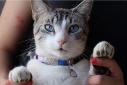 Lost Male Cat last seen N 150th Avenue (close to Millennium High School), Goodyear, AZ 85395