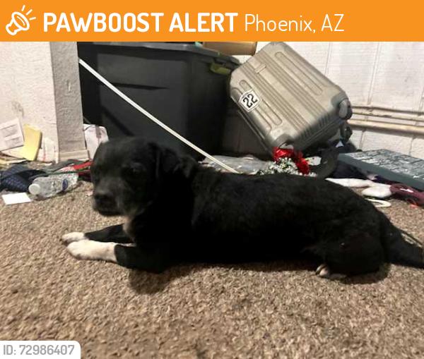 Found/Stray Male Dog last seen Central and Dobbins, Phoenix, AZ 85034