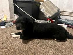 Found/Stray Male Dog last seen Central and Dobbins, Phoenix, AZ 85034
