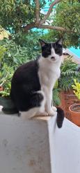 Reunited Male Cat last seen Near Mayo Ln, Faerie Glen, Pretoria, 0043, South Africa, Pretoria, GP 0043