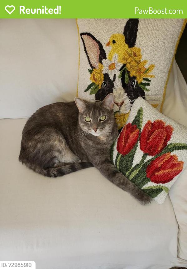 Reunited Female Cat last seen Fernbrook, Marktwain, Dandonna, Florissant, MO 63031