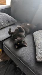 Reunited Male Cat last seen S 3rd Ave Lowell Neighborhood, Everett, WA 98201