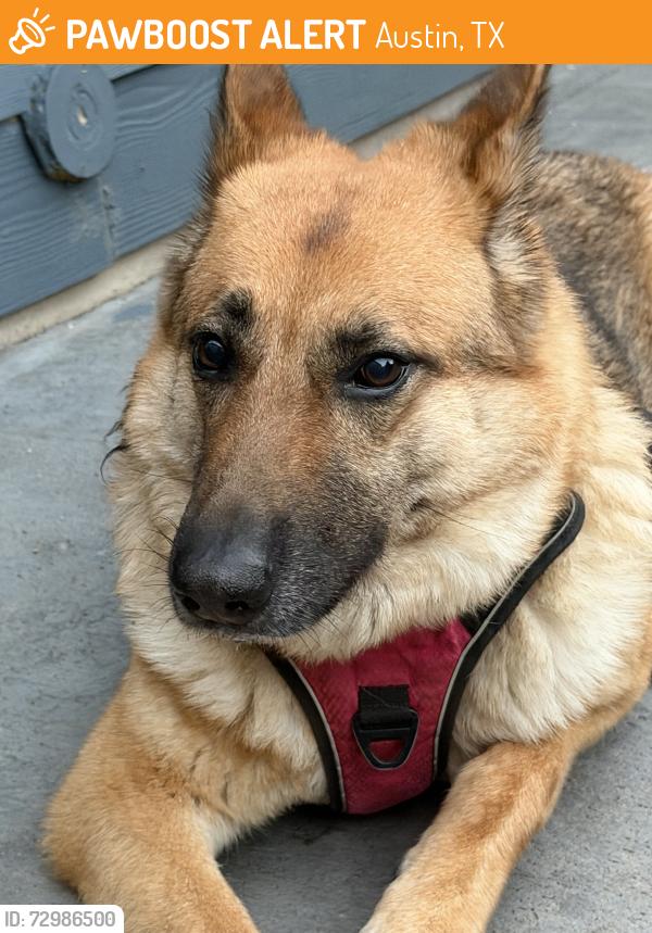 Found/Stray Female Dog last seen Grand Avenue close to Bratton Lane, Austin, TX 78728