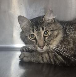 Shelter Stray Male Cat last seen found in yard near vandora Springs RD in Garner, GARNER, NC, 27529, 820 Beacon Lake Dr, Raleigh, NC 27610, USA
