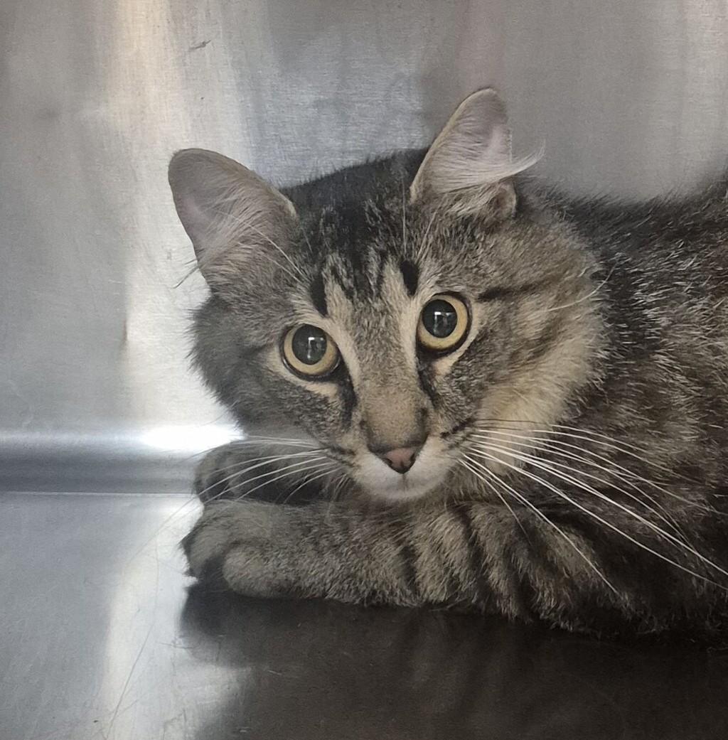 Shelter Stray Male Cat last seen found in yard near vandora Springs RD in Garner, GARNER, NC, 27529, 820 Beacon Lake Dr, Raleigh, NC 27610, USA
