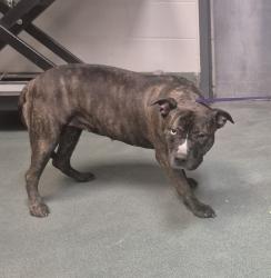 Shelter Stray Female Dog last seen Near E Lane Street, RALEIGH, NC, 27601, 820 Beacon Lake Dr, Raleigh, NC 27610, USA