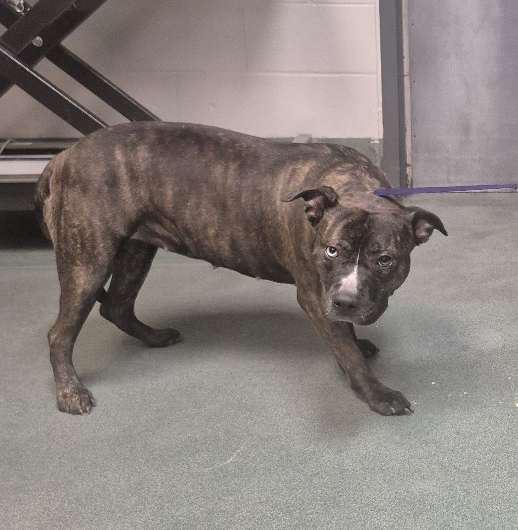 Shelter Stray Female Dog last seen Near E Lane Street, RALEIGH, NC, 27601, 820 Beacon Lake Dr, Raleigh, NC 27610, USA