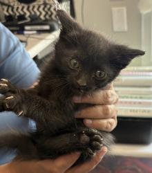 Shelter Stray Male Cat last seen Near S 300 W, MURRAY CITY, UT, 84107, 511 W 3900 S, Salt Lake City, UT 84123, USA