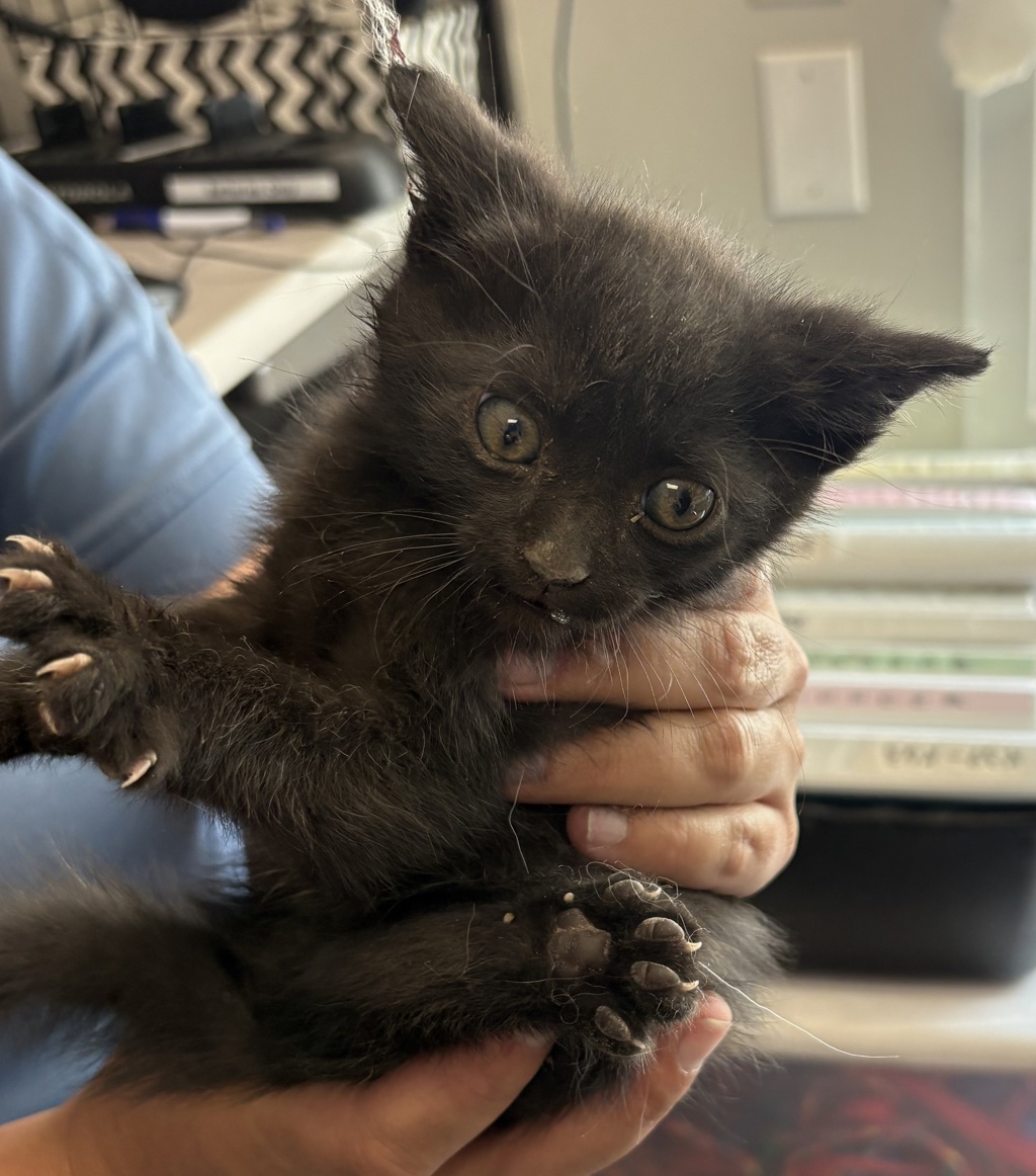 Shelter Stray Male Cat last seen Near S 300 W, MURRAY CITY, UT, 84107, 511 W 3900 S, Salt Lake City, UT 84123, USA