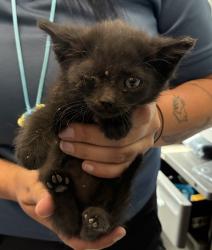 Shelter Stray Male Cat last seen Near S 300 W, MURRAY CITY, UT, 84107, 511 W 3900 S, Salt Lake City, UT 84123, USA