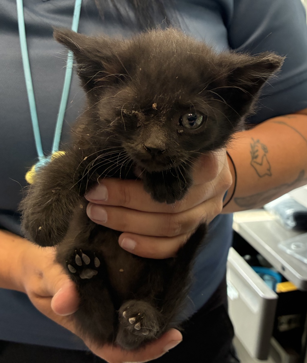 Shelter Stray Male Cat last seen Near S 300 W, MURRAY CITY, UT, 84107, 511 W 3900 S, Salt Lake City, UT 84123, USA