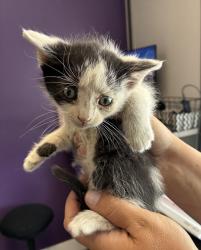 Shelter Stray Male Cat last seen Near S 300 W, MURRAY CITY, UT, 84107, 511 W 3900 S, Salt Lake City, UT 84123, USA