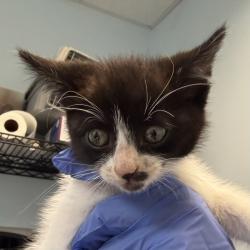 Shelter Stray Male Cat last seen Landis Street, San Diego, CA, 92105, 5500 Gaines St, San Diego, CA 92110, USA